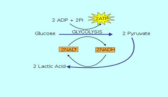 O que é Metabolismo Energético