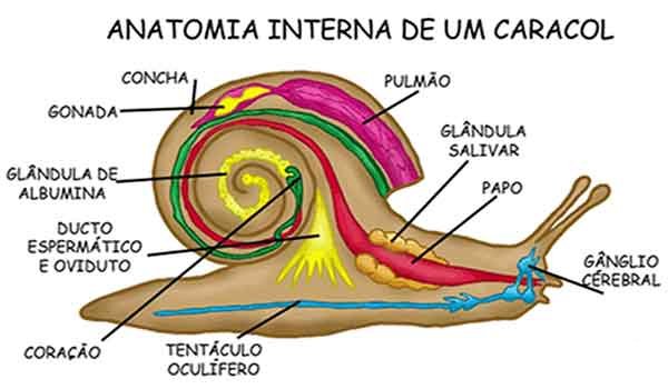 Manto Rádula Concha (nem todos os moluscos possuem)