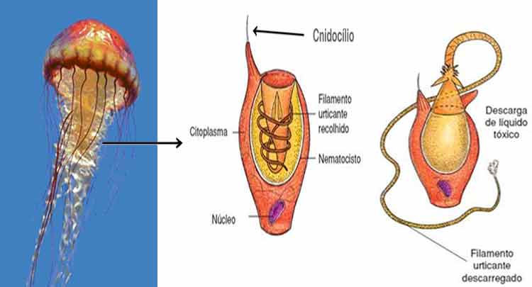 O que é Cnidócito – Função, estrutura