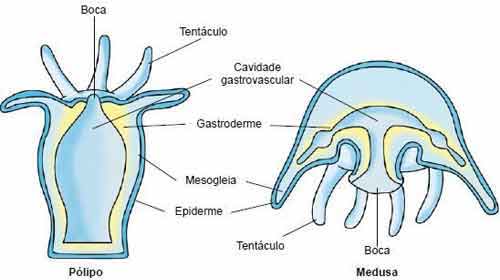 Entenda como é e qual a função da Mesogleia