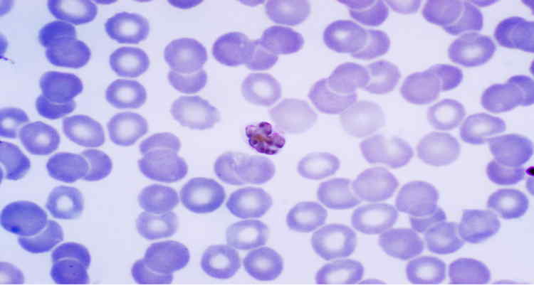 Foto de O que é Plasmodium: ciclo de vida, características – resumo
