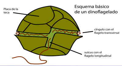 como são os dinoflagelados
