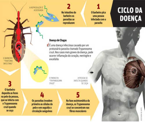 transmissão do trypanosoma cruzi