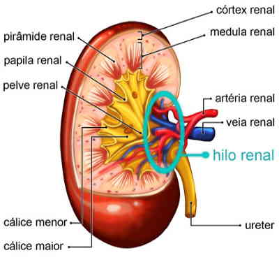 Rim anatomia do rim