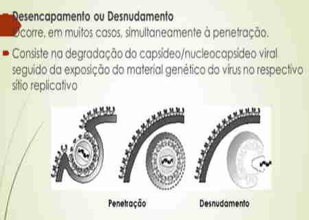 O que é desnudamento viral