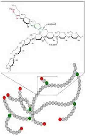 ligações α-1,6 no glicogênio