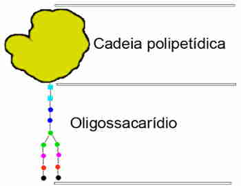 O que é glicoproteína