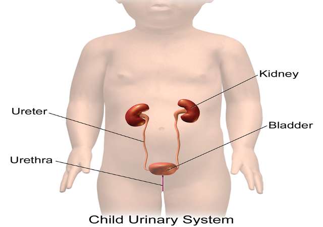 Função do sistema urinário: anatomia, estrutura, órgãos