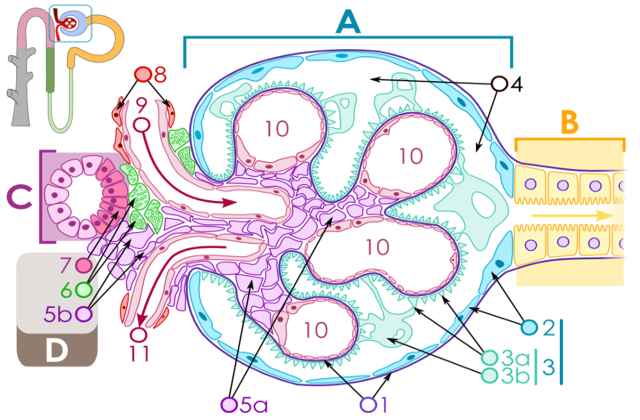 Foto de O que é glomérulo renal e o que é filtrado glomerular