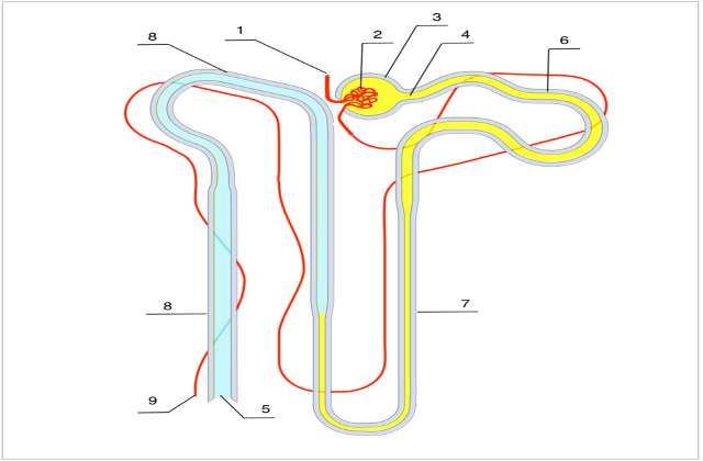 Foto de O que é néfron: anatomia, estrutura, fisiologia
