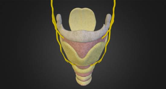 Foto de Laringe: anatomia, função, principais características