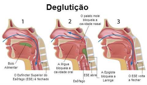 epiglote