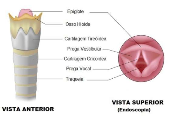 Laringe: anatomia, função, principais características