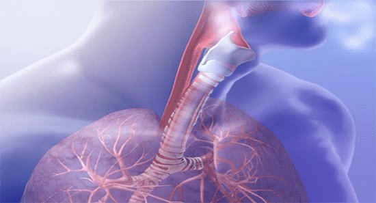 Foto de Traqueia: anatomia, função – resumo