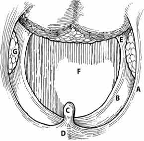 orofaringe