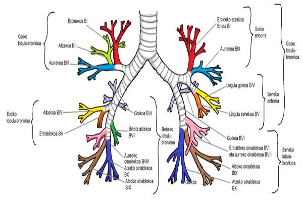 Brônquios: função, anatomia, histologia