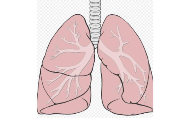 Pleura Pulmonar: Anatomia, função