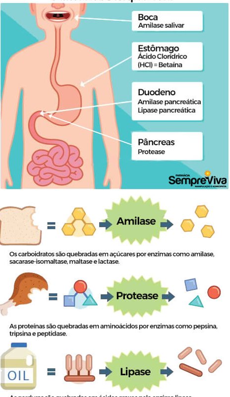 enzimas digestivas