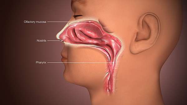 O que é Septo Nasal: anatomia, função