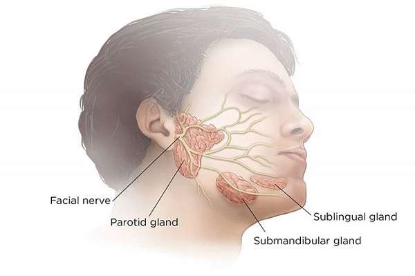 Glândulas Salivares: Anatomia, função – Onde ficam