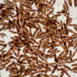 Experimento biogênese e abiogênese