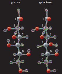 Representações de moléculas de glicose e de galactose