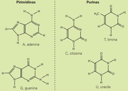 estrutura plana das bases nitrogenadas com um ou dois anéis de carbono