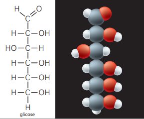 Glicose