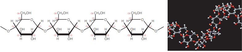 moléculas de glicose