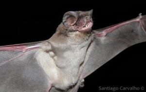 Eumops bonariensis