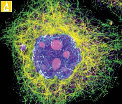 Fotomicrografi a utilizando microscopia confocal a laser de célula em interfase