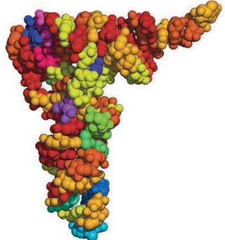 Modelo molecular de RNA ribossômico (RNAr) no qual as cores (fantasia) indicam os diferentes segmentos.
