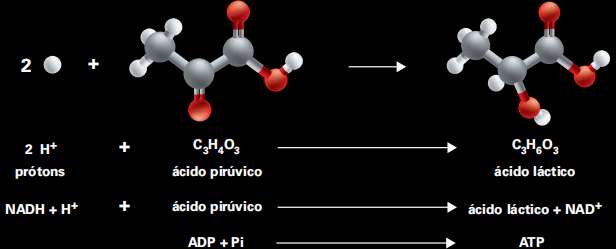 A fermentação láctica tem baixo rendimento energético
