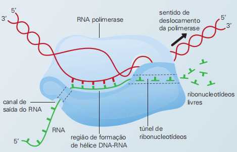Síntese de proteinas