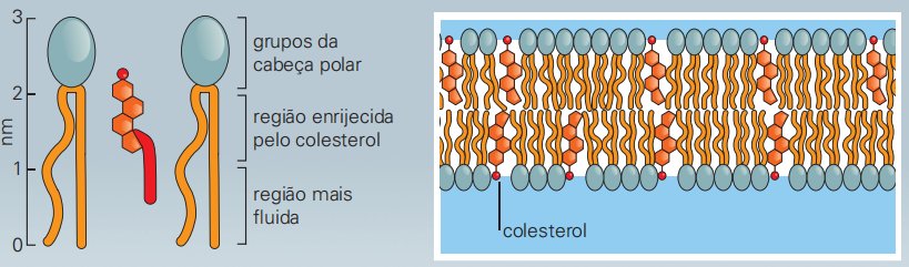 Moléculas de colesterol são importantes para estabilizar biomembranas de células animais.