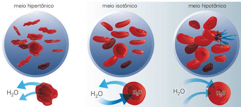 Esquema do fluxo de água em uma célula animal em meios hipertônico, isotônico e hipotônico. Ao contrário das células vegetais, as células animais não têm parede celular, e suas membranas podem se romper.