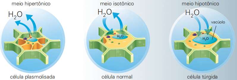 Esquema mostrando o fluxo de água em uma célula vegetal em meios hipertônico, isotônico e hipotônico.