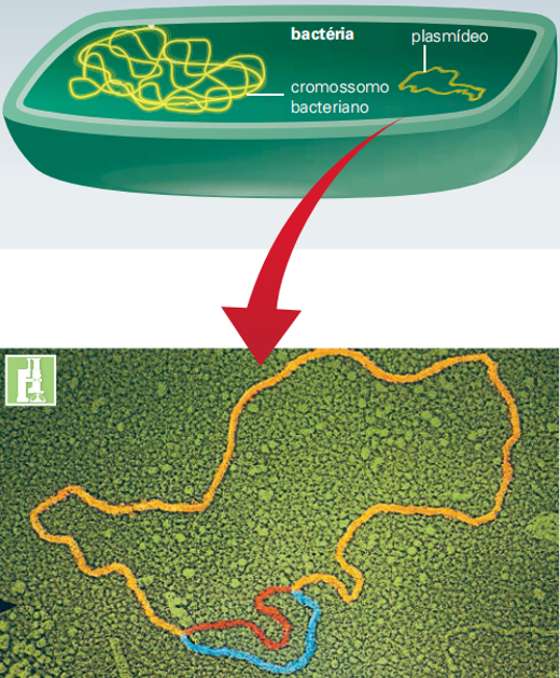 DNA, denominados plasmídeos