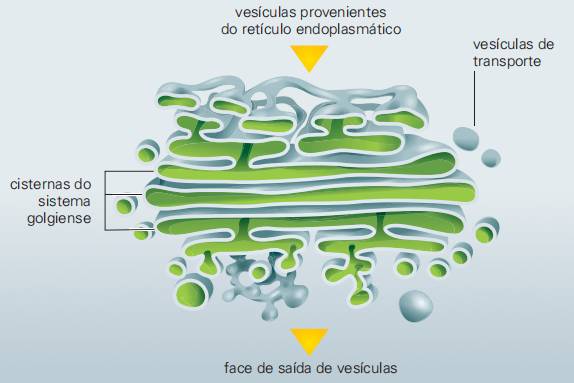 sistemas de membranas aparelho de golgi