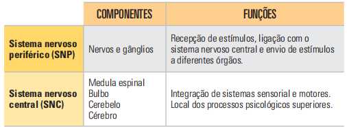 Divisão anatômica do sistema nervoso humano.