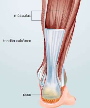 Esquema de corte em membro inferior humano expondo o tendão calcâneo, que une músculos e ossos.