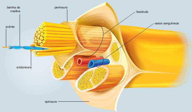 Ilustração esquemática de nervo em corte mostrando alguns de seus elementos.