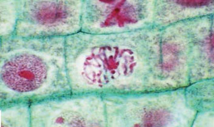 células de raiz de cebola