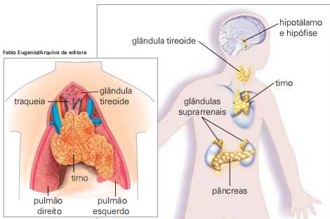 Glândulas importantes na infância
