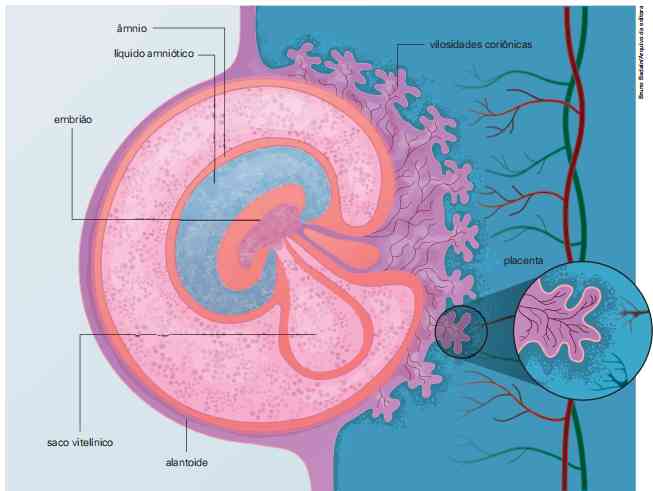 constituindo as vilosidades coriônicas.