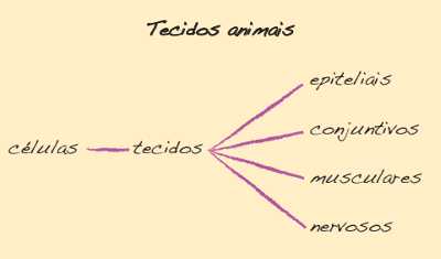 Áreas de estudos da histologia