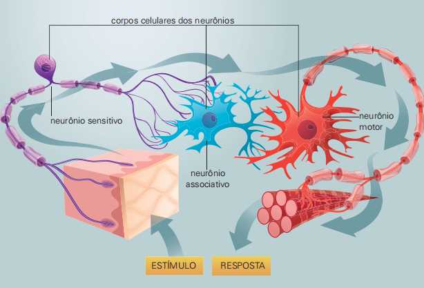 exemplo da ação dos neurônios.