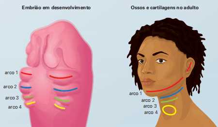 embrião e têm origem nos arcos branquiais