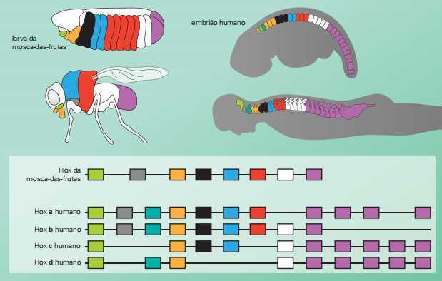 conjuntos lineares de genes Hox