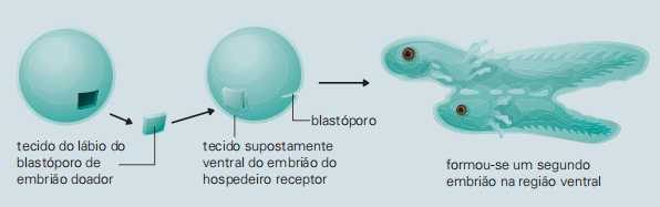 experimento de Spemann e Mangold